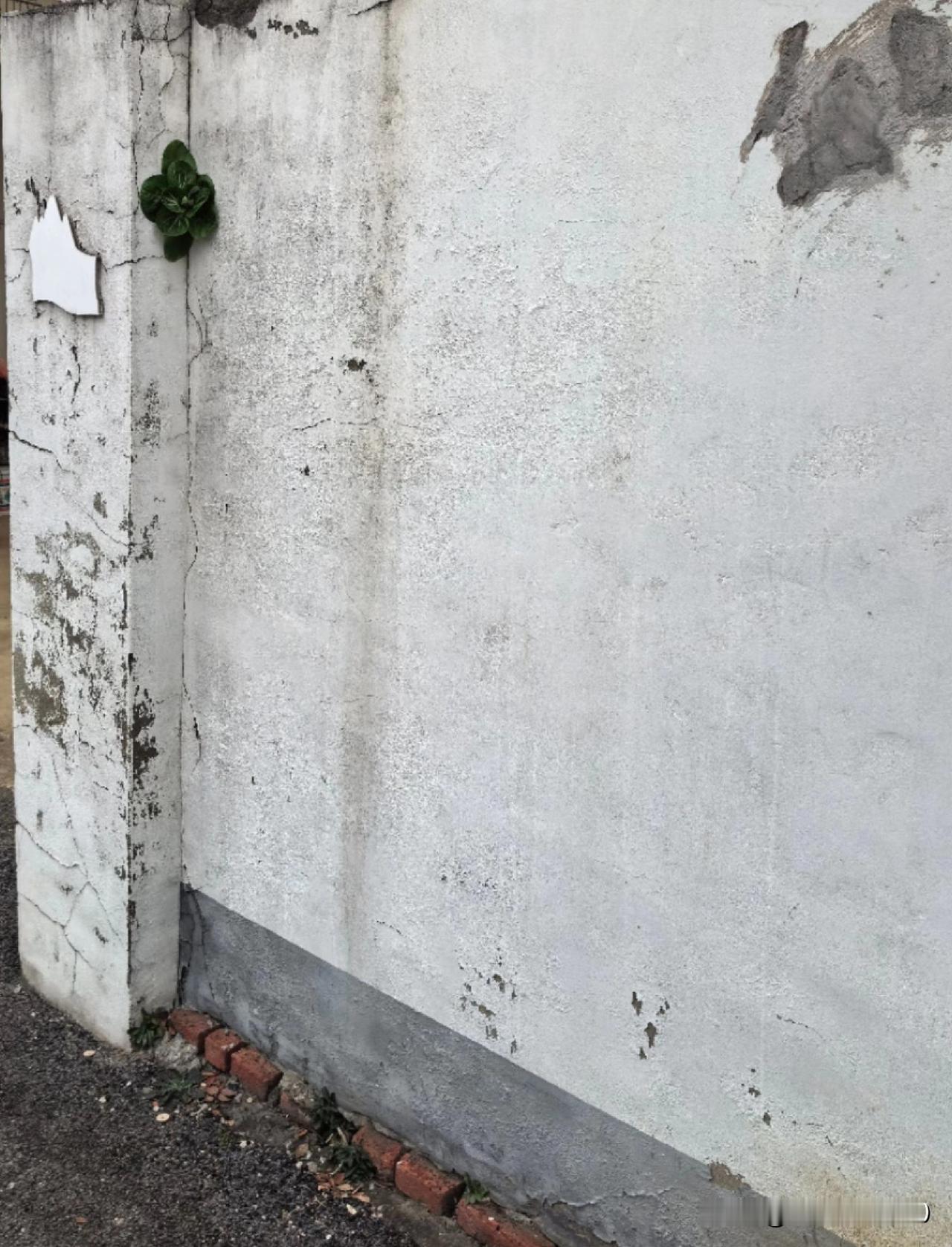 这白菜也太坚强了吧，在无人问津处，努力活出了自己，风里来雨里去，主打一个坚强。