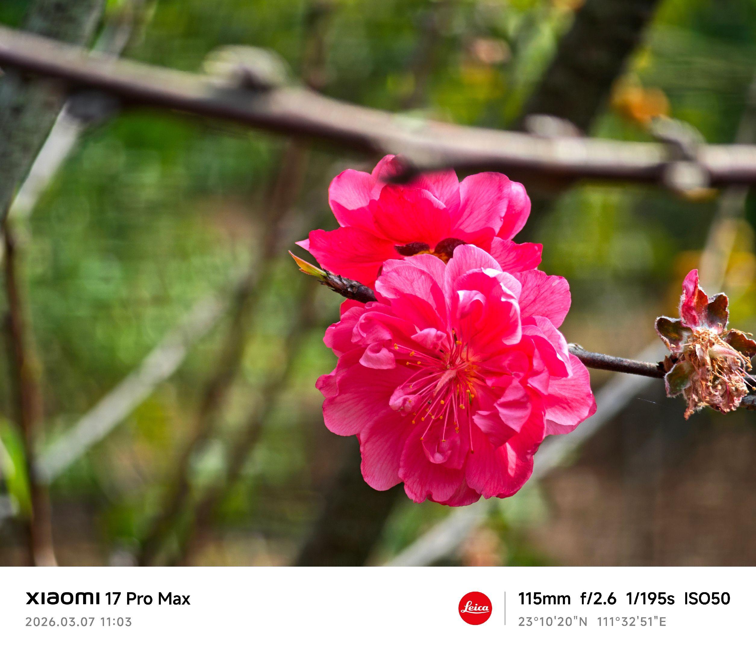 看看你们手机拍的花