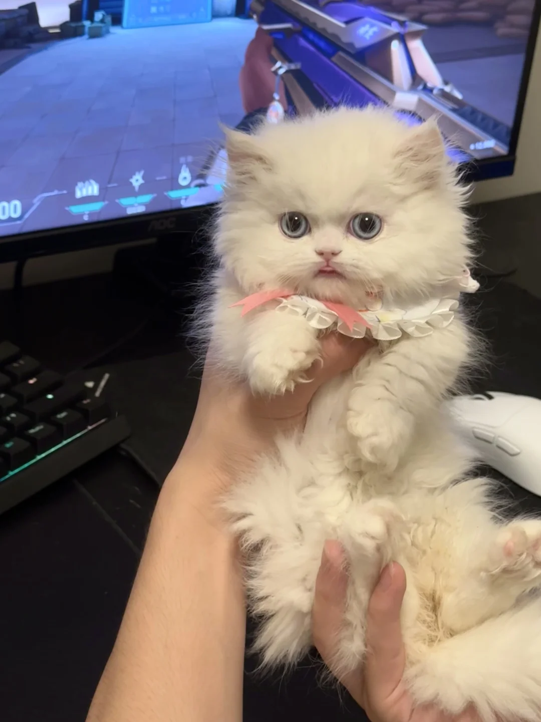 爱吐舌头的小猫咪一枚👅