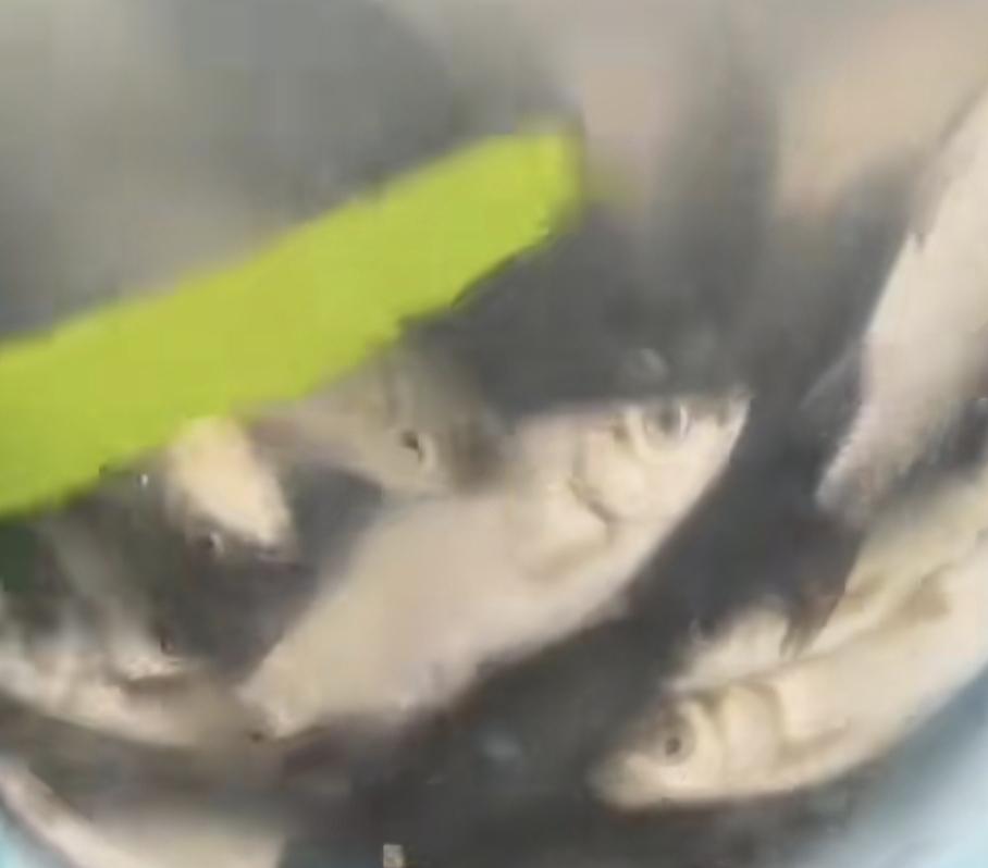 生灵小鱼儿活泼乱跳真可爱今天真高兴.