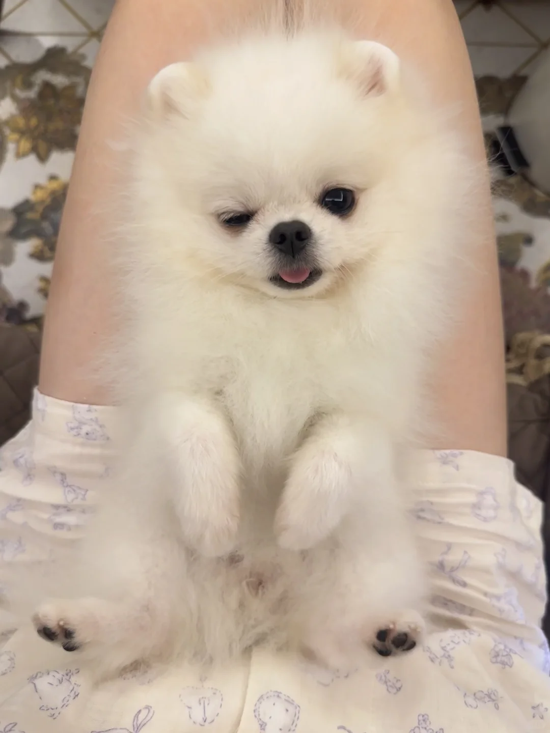 治愈小宠🐾🤍