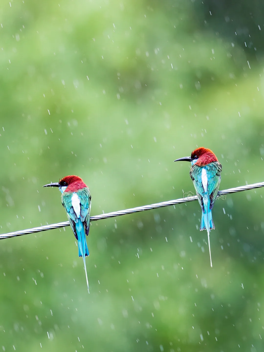 在雨中，双双对对