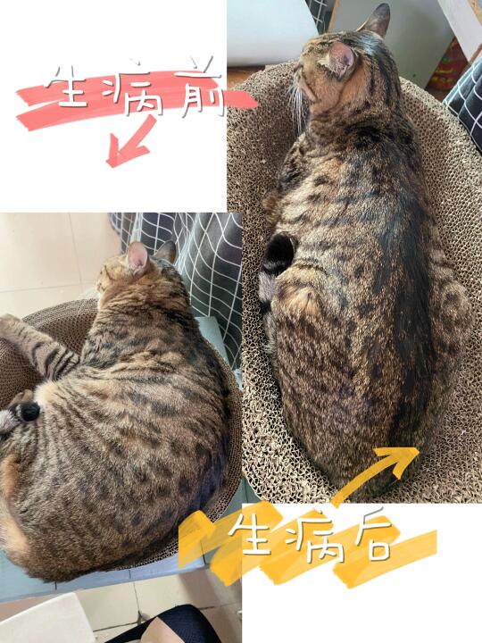 猫跟人一样，生病的时候都需要有点脂肪
