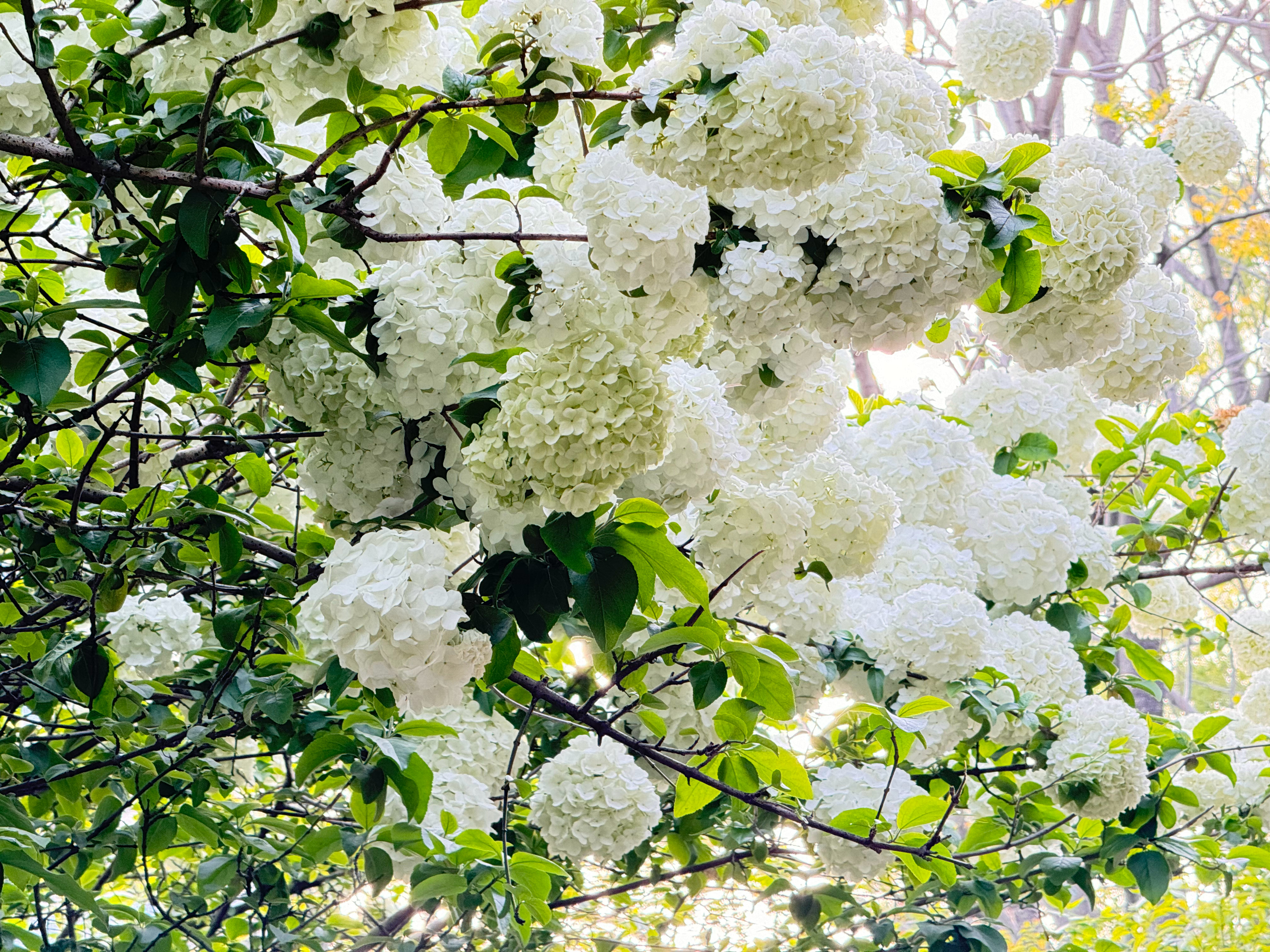 祝绪丹[超话] 花花祝你生日快乐 ​​​