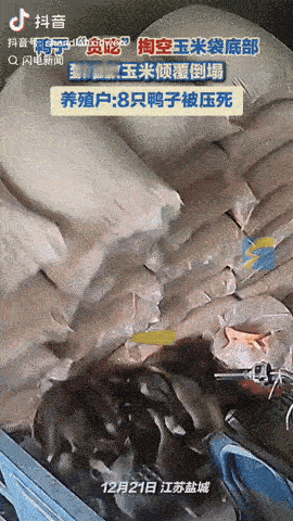 江苏盐城，一名女子养了很多鸭子，谁料鸭子趁她不注意时，偷偷溜进仓库把堆在底部的玉