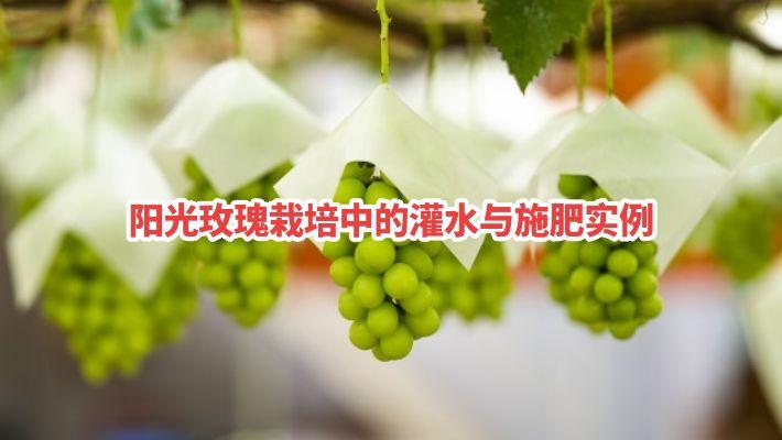 『不同气候和土壤条件，仅供参考，目的是了解并总结规律』
福冈县虽不是阳光玫瑰（シ