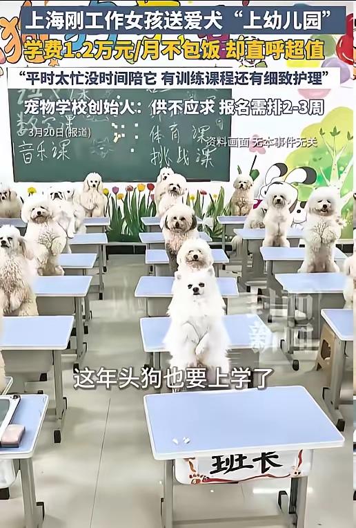 上海95后女生月花1.2万送狗上学，萨摩耶每天坐“校车”上下学，周末还上亲子课。