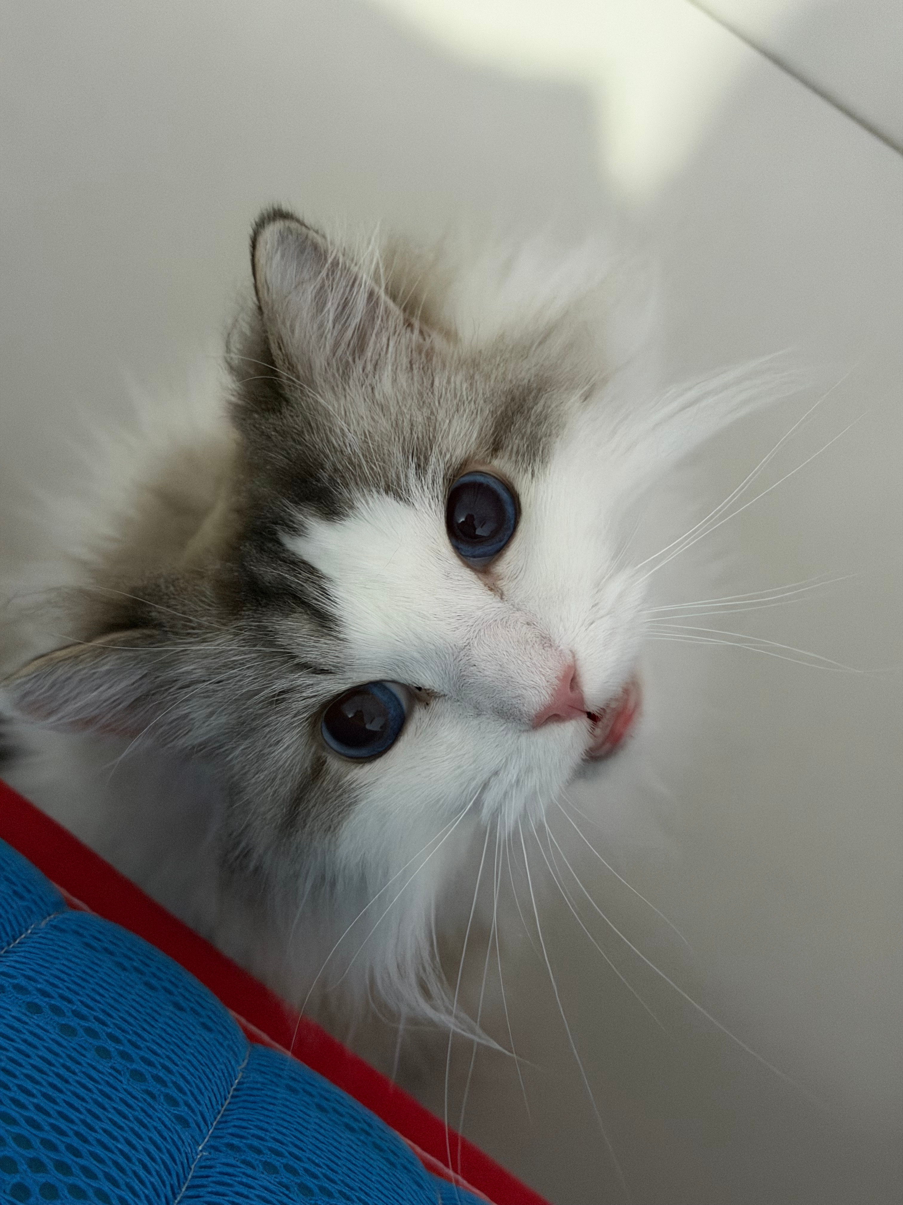 床边长小猫了
