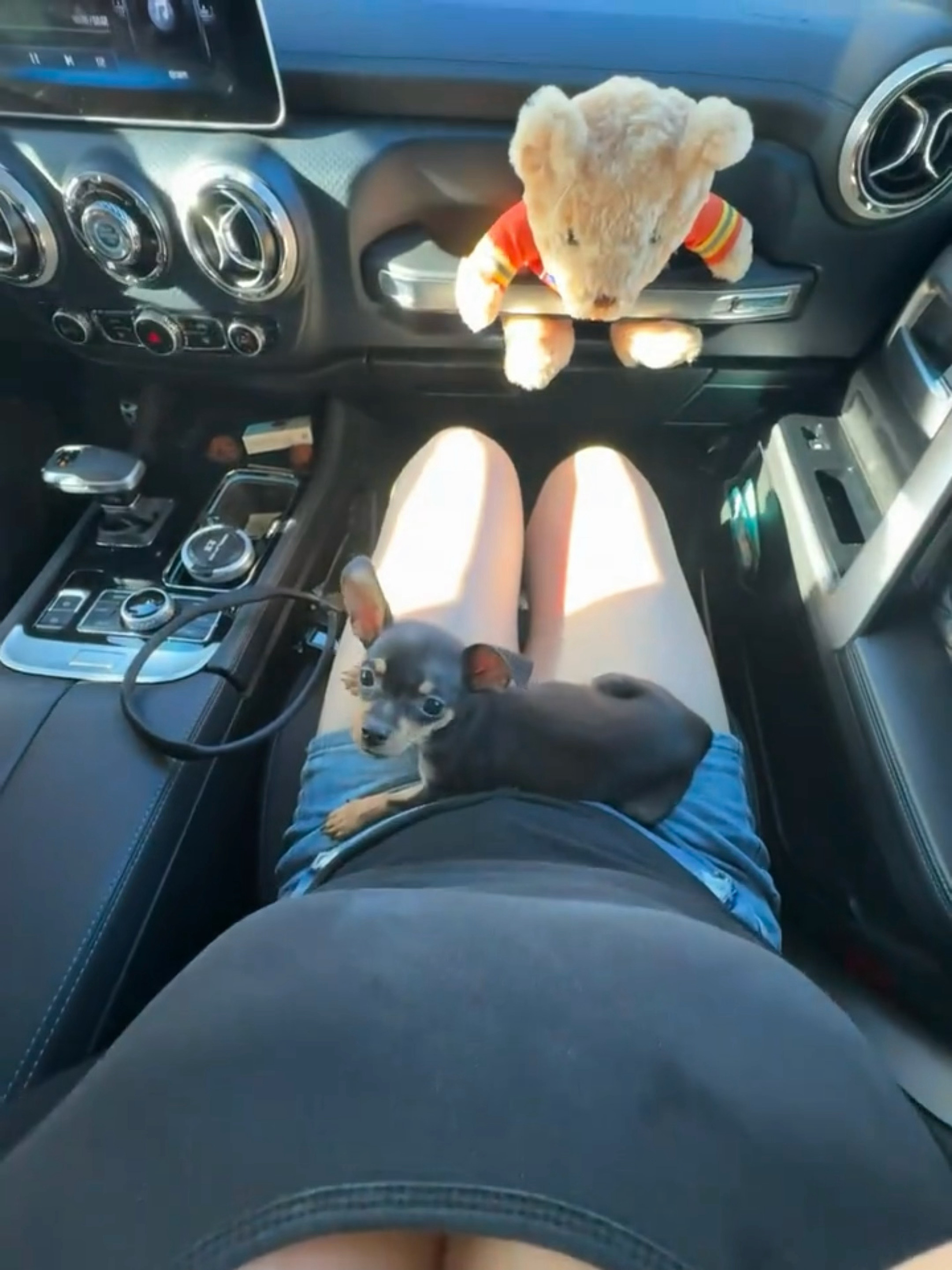 副驾驶的小狗好可爱 