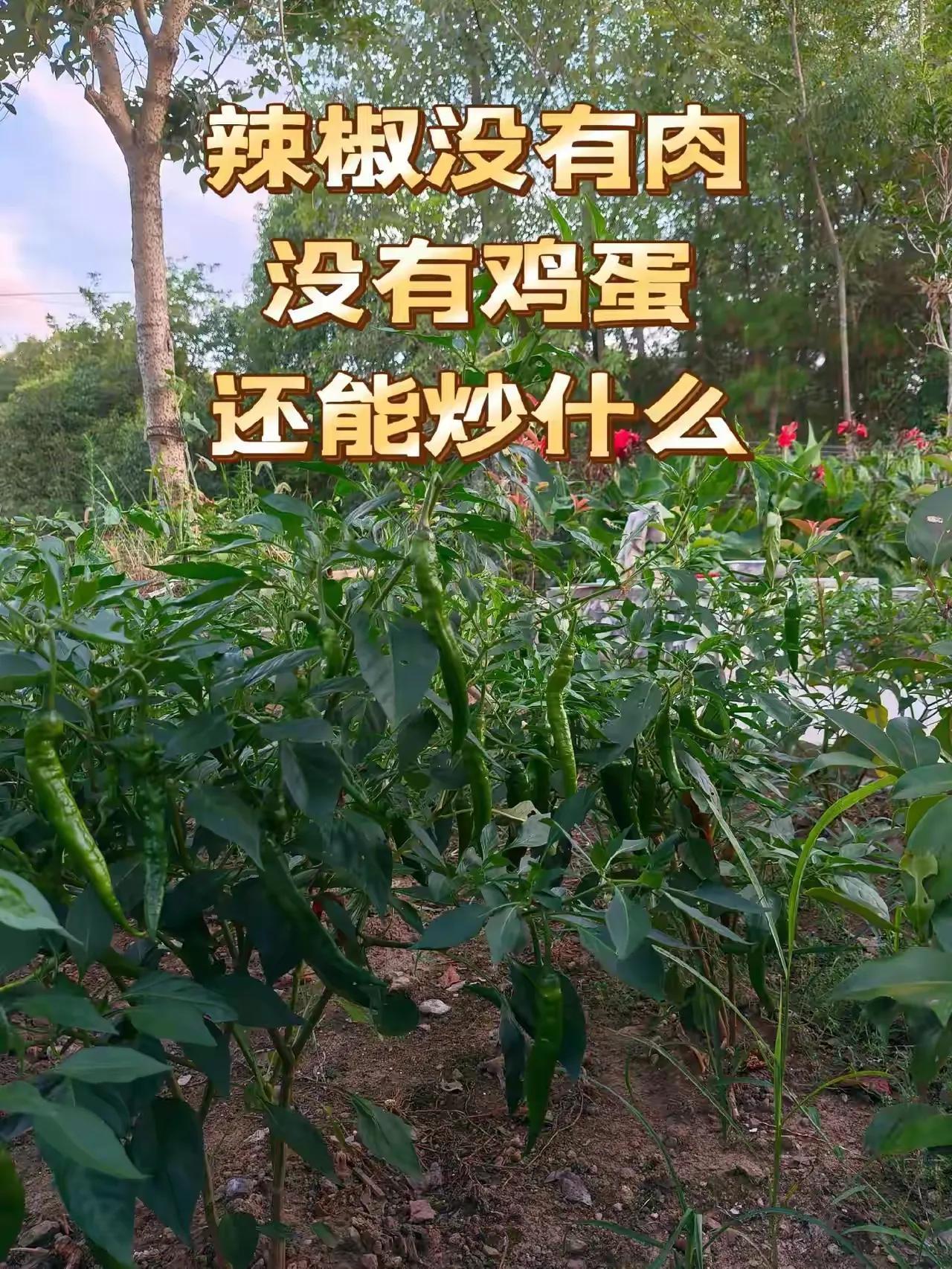 请问，辣椒炒肉，炒韭菜，炒鸡蛋，
如果没有肉，韭菜，鸡蛋
还能怎么样变着花样炒吃