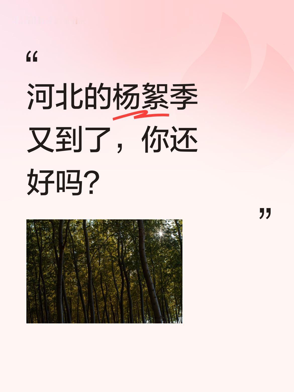 河北的杨絮季又到了，你还好吗？
最近不少人出门都得戴口罩，漫天飞舞的杨絮让人睁不