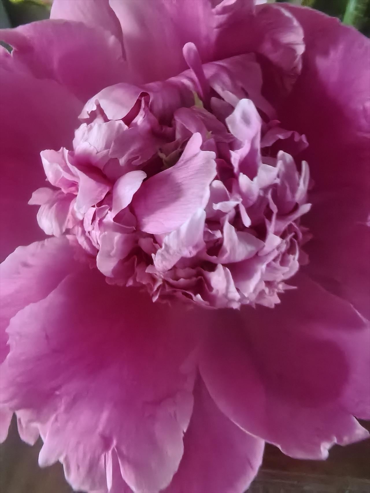 晒图笔记大赛芍药与牡丹是有区别的