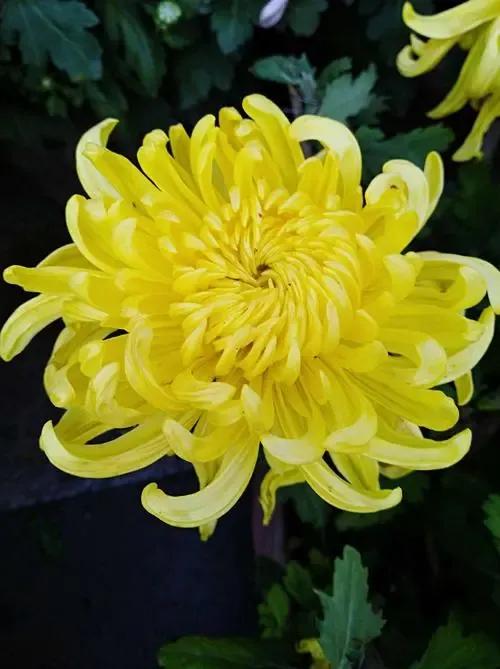 #上联：菊花盛开秋风冷，邀对下联# 
  上联：菊花盛开秋风冷，
  下联：红梅