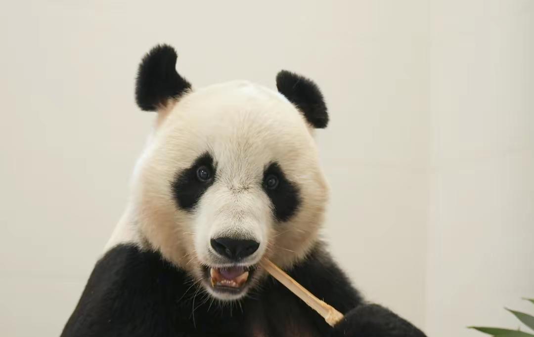 圈养大熊猫数量冲上808只，这事儿真不是闹着玩的。
以前愁得不行的繁育难题，现在