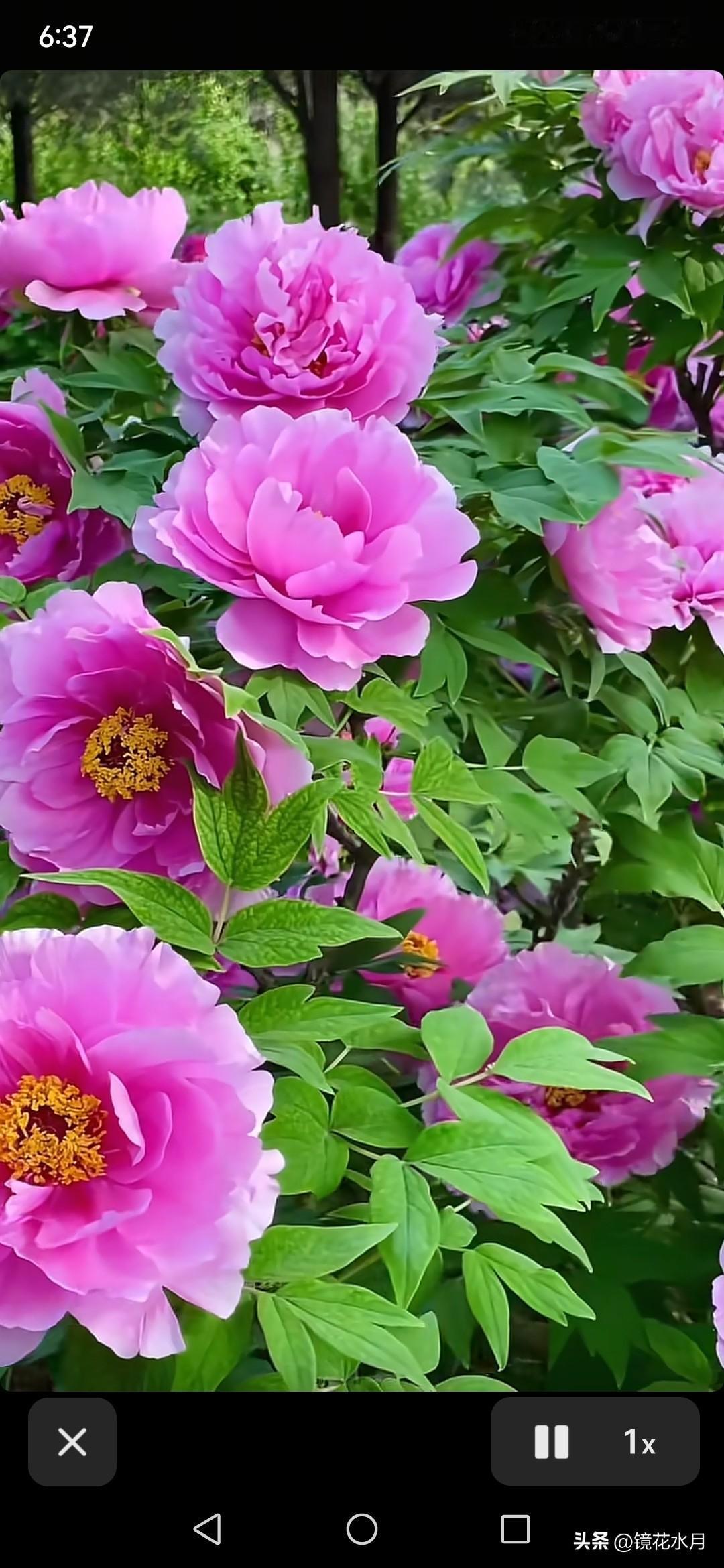 牡丹开遍天下，为何独独偏爱洛阳？花王自有风骨，只择王者之都！

牡丹遍地开，独宠