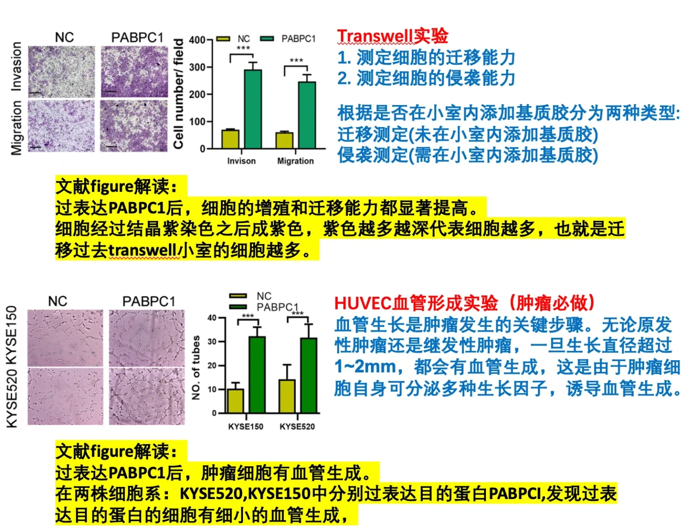 常见的检测细胞功能的实验总结和解读
