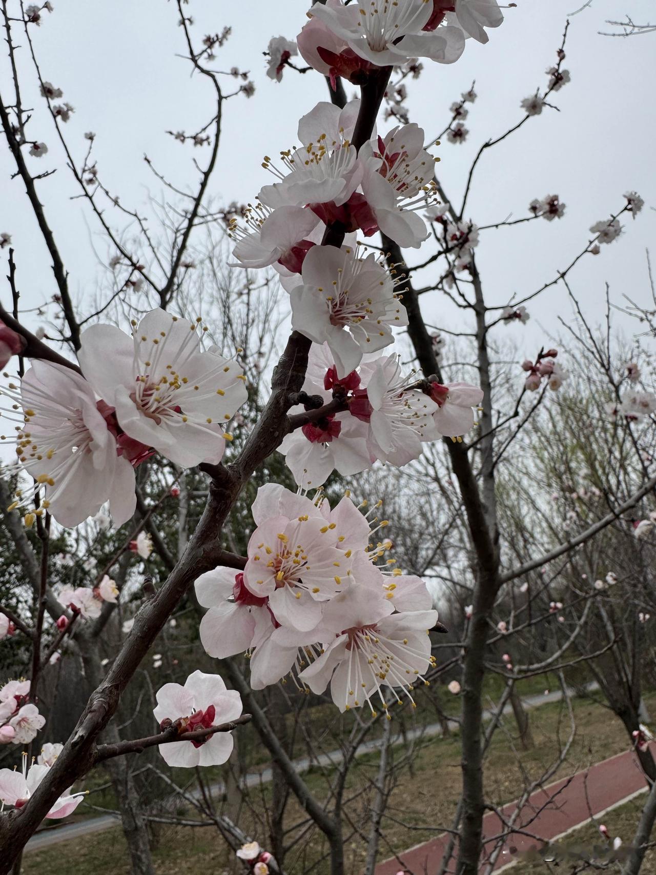 人间三月，桃之夭夭，灼灼其华。
随手一拍都是风景，
这才是春天该有的样子。