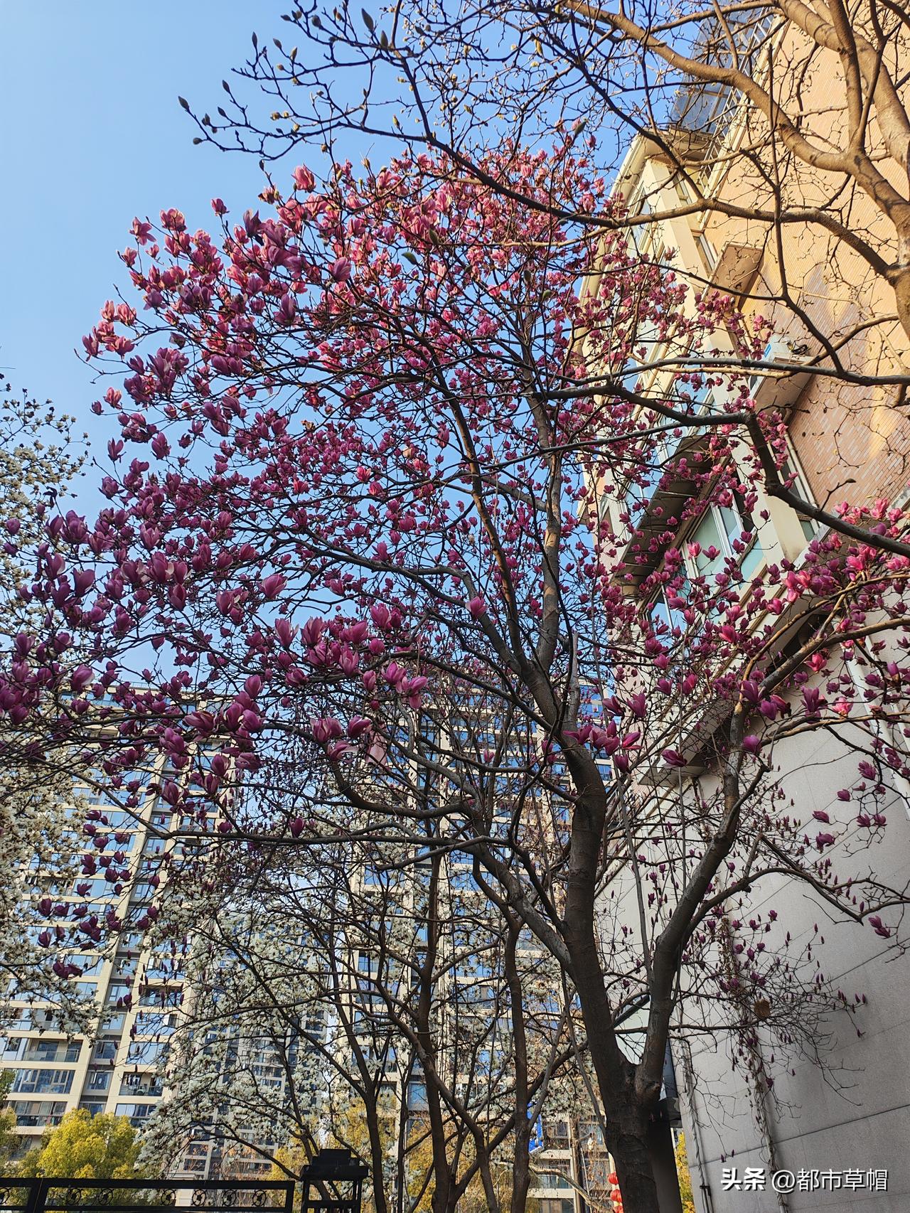 同样是红色玉兰花，这三种红色还是有差别的吧？春天，百花争艳，姹紫嫣红，鸟语花香。