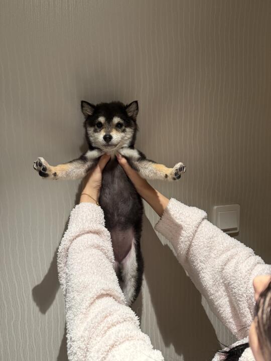 🈲养烈性恶犬 说的是我们吗