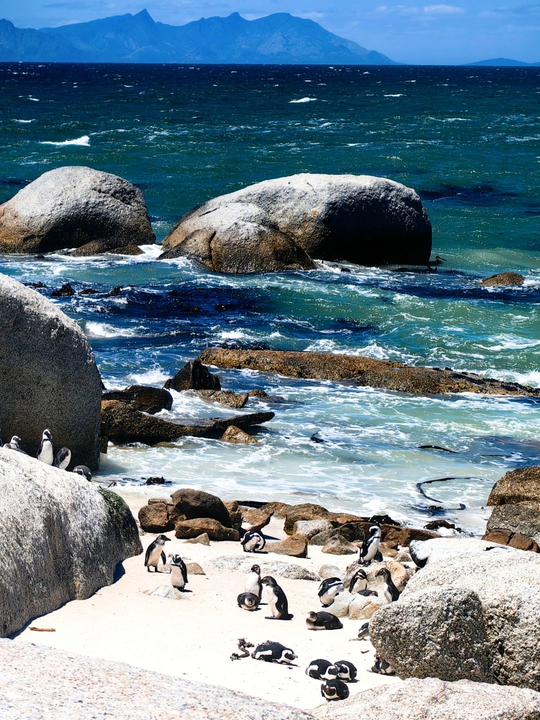 不是南极！几十块在非洲南非看企鹅！