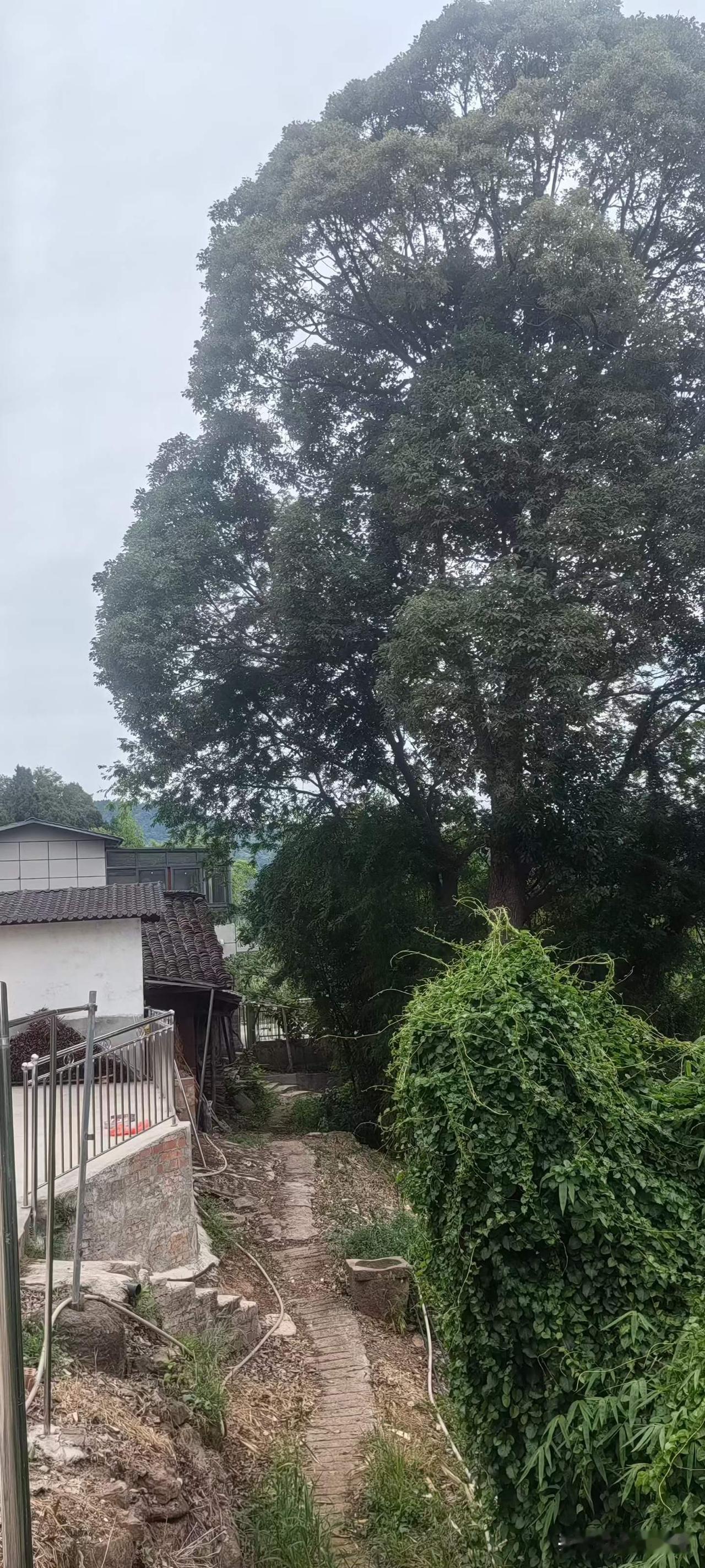 为画龙泉山长卷，走进龙泉山深处。
图文原创：东山闲人  杨西屏
晒图笔记大赛
