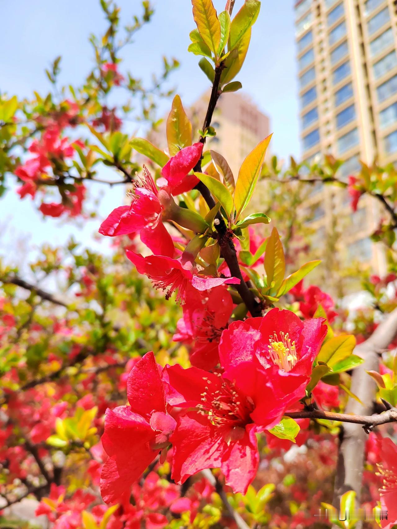 海棠花下人如画，春色满园醉眼眸。