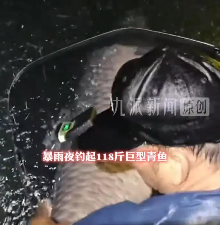 暴雨夜出巨物！6 月 24 日广西河池，下了一整夜瓢泼大雨，不少钓友嫌天气糟早早