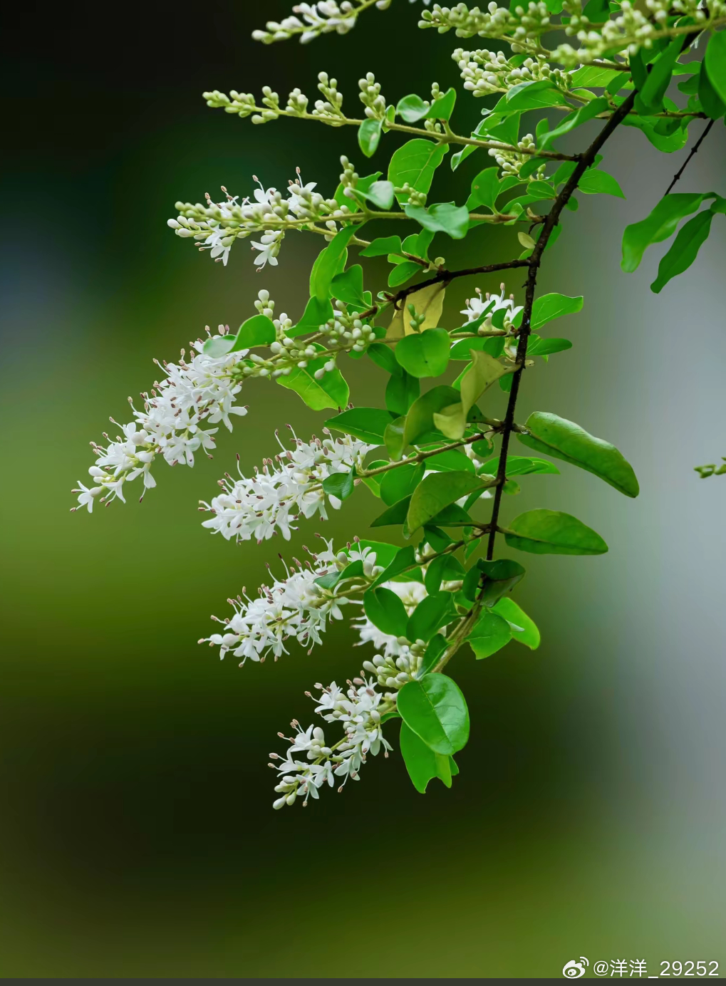 洋洋高锐*月下、酒吧◎愿……有时就是一个梦◎梦……雪花飘来梦……荷花绽放◎还有…