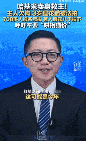 哈基米卖身救主！主人欠钱3岁狸花猫被法拍 700多人报名竞拍 有人愿花八千拍下，