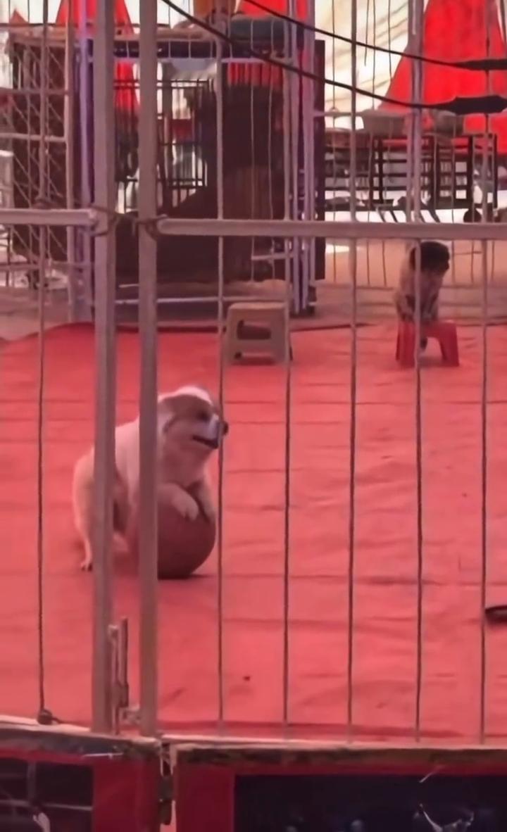 狗狗也很慌，可是球怎么也站不住。过来。