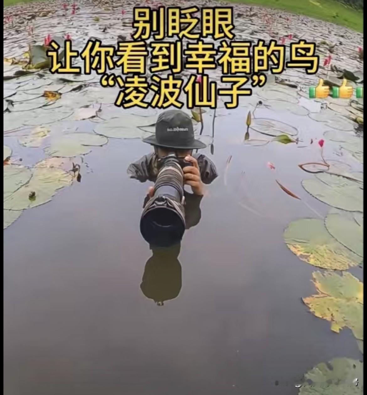 感谢摄影大师给我们带来了精彩的画面，这个里面的鸟儿，各行其职，完成各自的任务[强