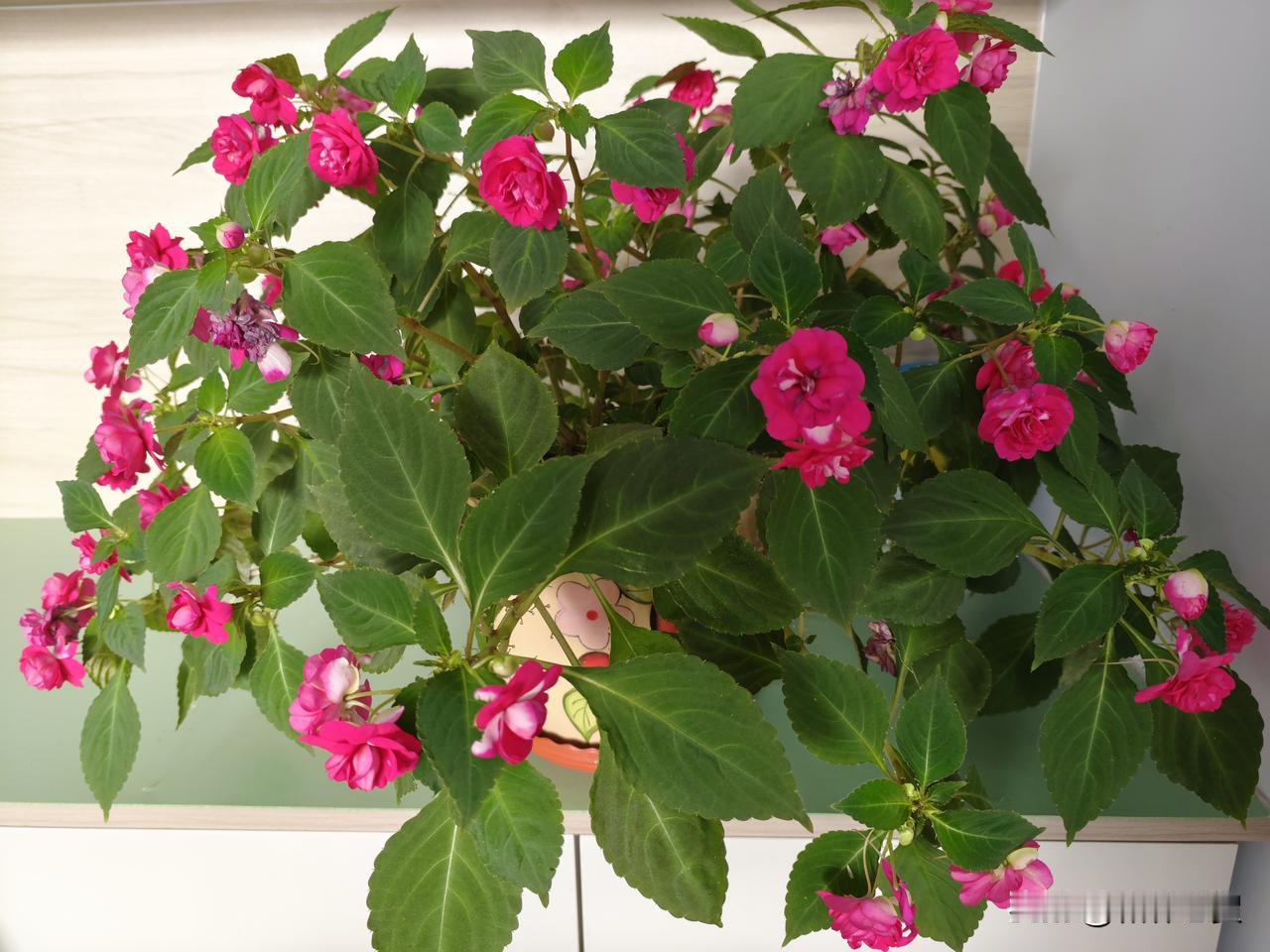 向新人学习，跳出框架束缚，让头条创作更自由！
从当年入驻头条开始，就一直把垂直当