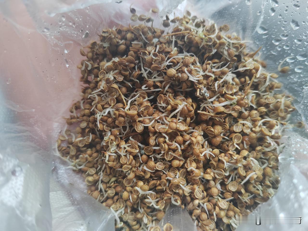 前天下午买了两块钱的发芽的香菜种子，本想第二天下午种上，（前几天刚下了雨，地里太