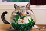 莲晴捧社会