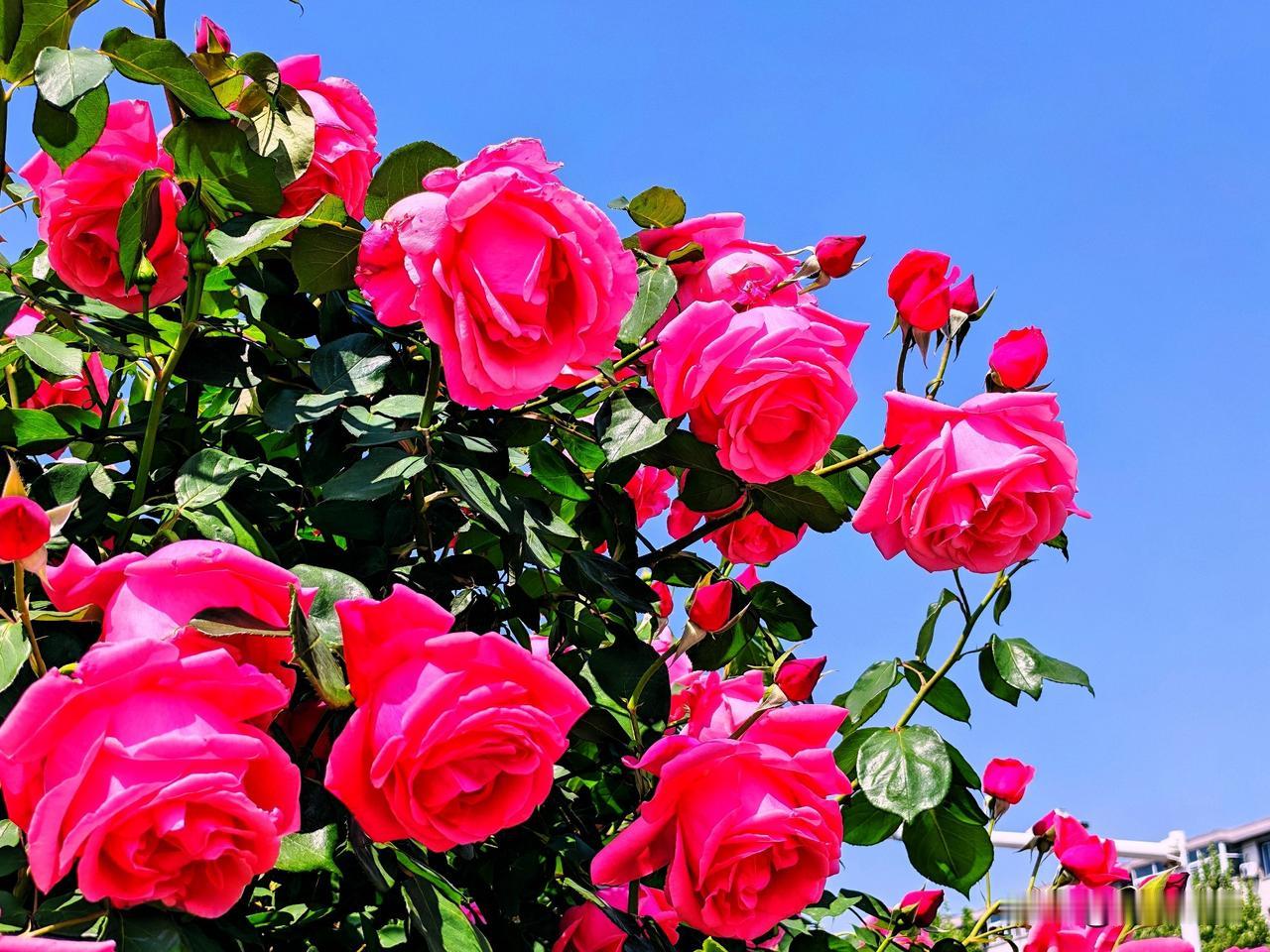 惊艳的粉红月季，绽放出浪漫的气息！🌹💕