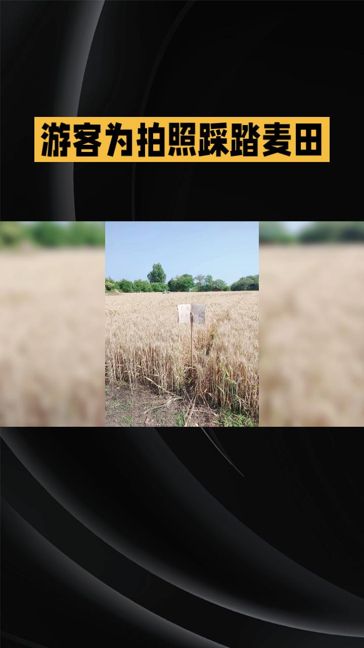 游客为拍照踩踏麦田2

，农民无奈挂出“违者罚款”告示。
近日，河南巩义宋陵周边