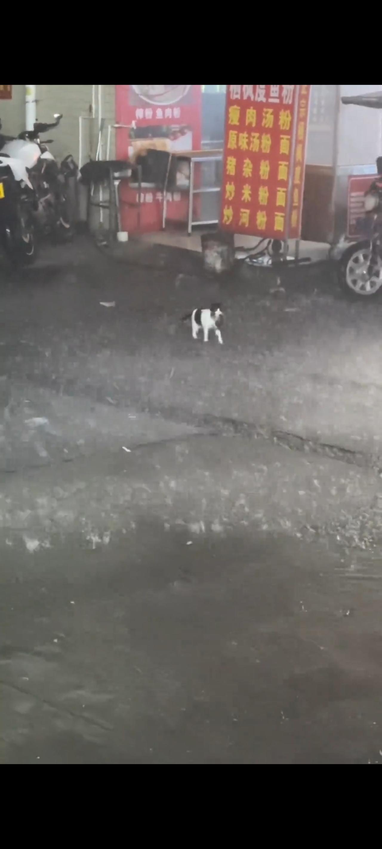 在一个狂风暴雨的夜晚，这位母亲竟然不顾自身的安危，三番四次冒着被大雨冲走的风险，