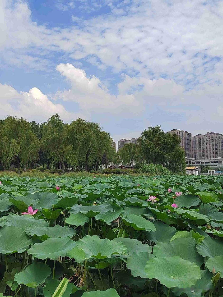 家里闷热，在空调房间里休息又感觉有点无趣/，于是便出门到公园散散步，吹吹风。自然