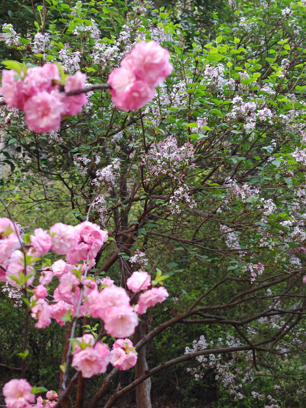 内森黑尔：遗憾的是，我仅仅能为我的祖国奉献一次生命。

彼得大帝：我知道我看不到