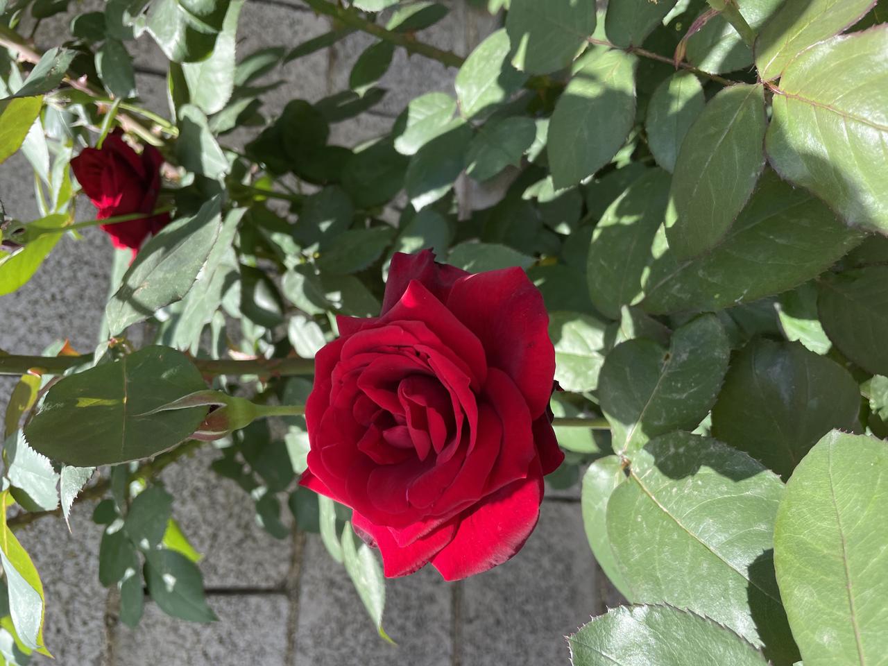 分享一朵花，心情也会越来越好，每天元气满满的。