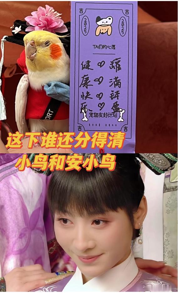 救命！小红书宠物友好计划的安小鸟把避宠演活了，小脑袋摇得像拨浪鼓，真小鸟全身都在