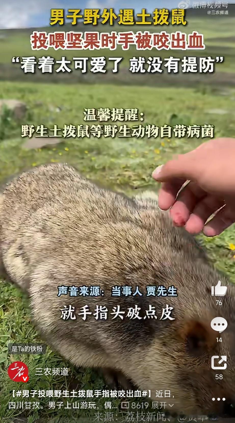 这下长记性了吧

四川甘孜，一男子上山玩，看见野生土拨鼠憨态可掬，圆滚滚的，忍不