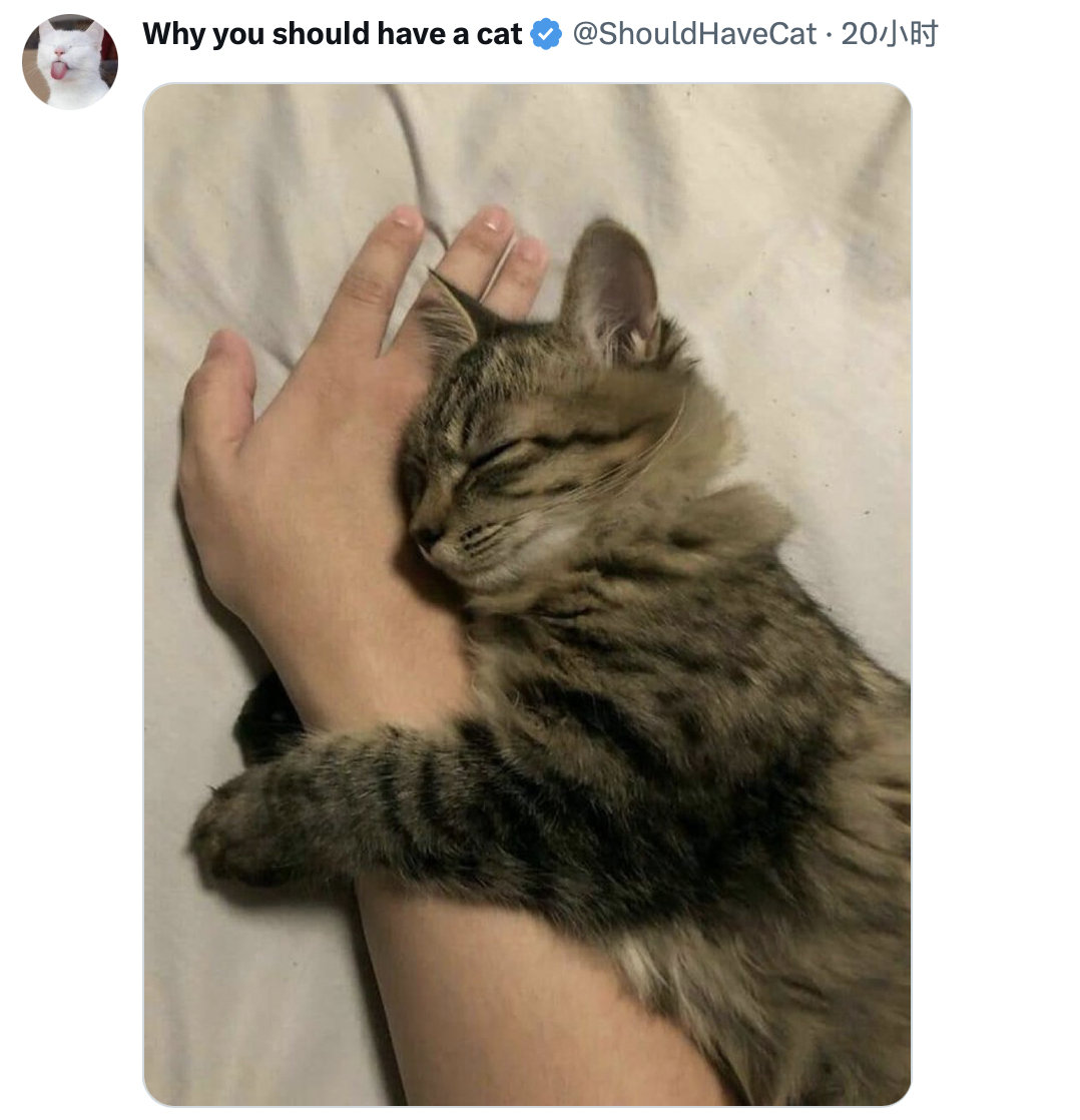当别人问你为啥想养猫的时候，就把这些图甩给他们看，谁能拒绝一只软萌可爱的小猫咪呢