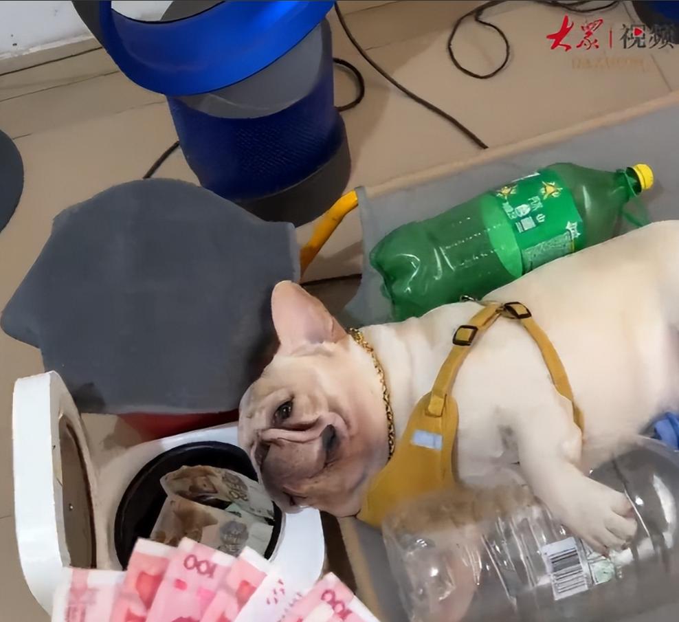 广州小狗捡瓶攒10万？广州法斗犬小白靠捡瓶子攒下10万存款的消息传遍网络，可五一