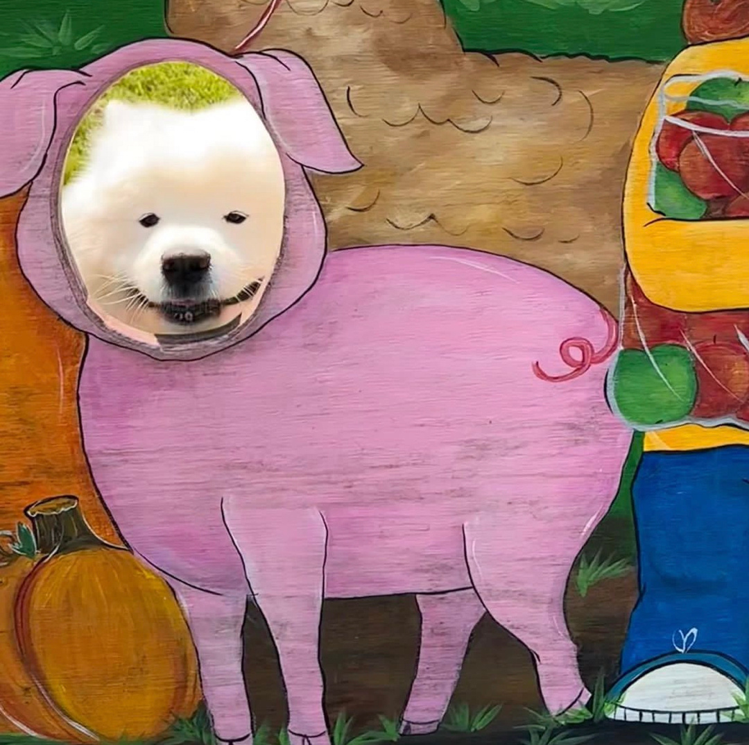 我就说萨摩耶就是小猪吧！🐷 