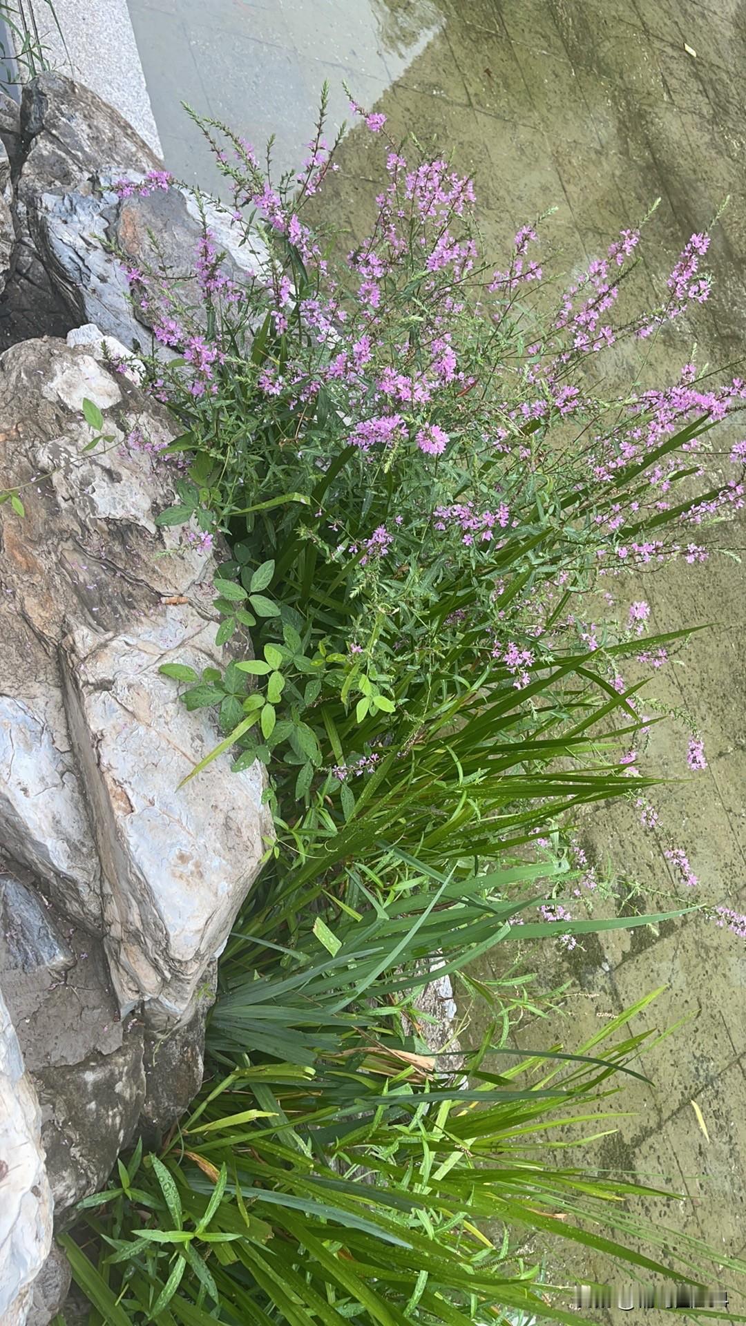 蓝色起源的航天技术是否超越了SpaceX有竟争才有发展