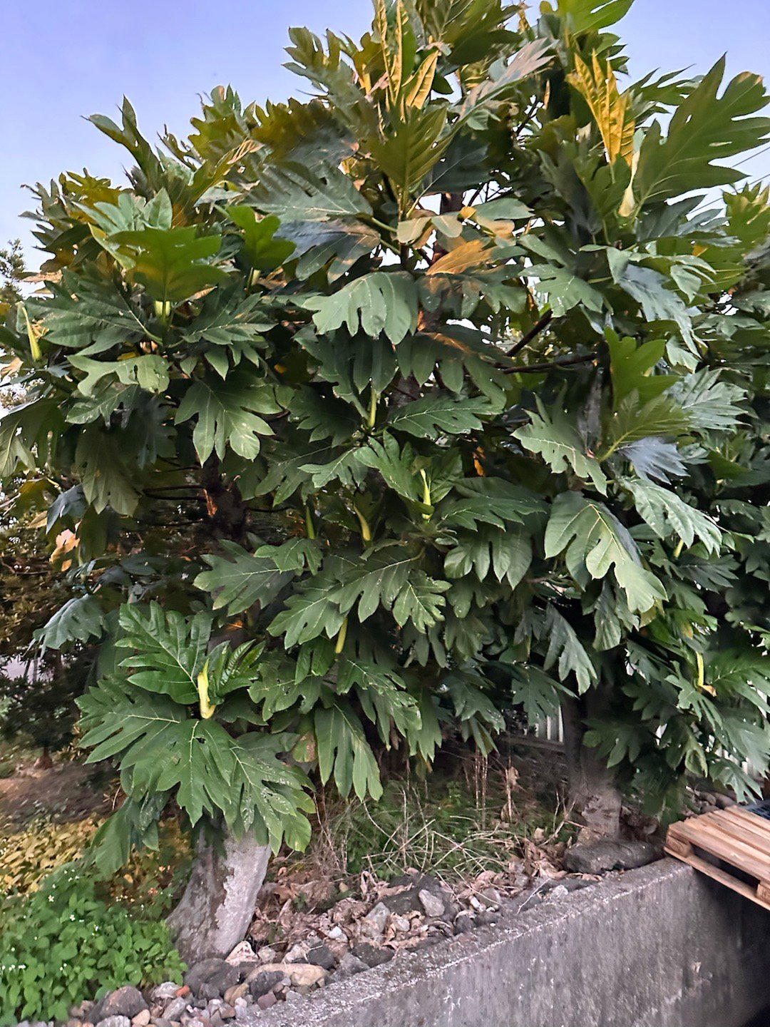 晚安本想在做点事，无奈狂点头，累了，要睡了，晚安，大家睡好觉，做好梦照片是面包果