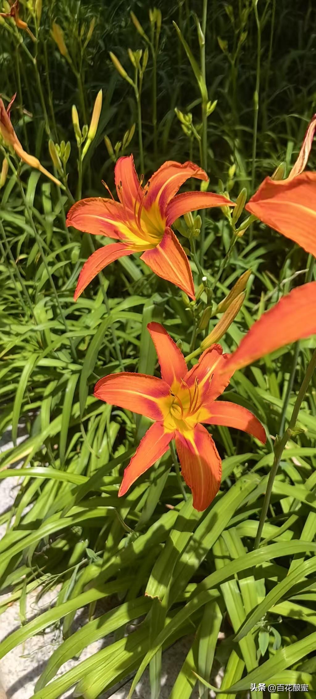 萱草，又叫忘忧草，是城市绿化里常见的观赏花卉。

萱草是中国的“母亲花”。古代游