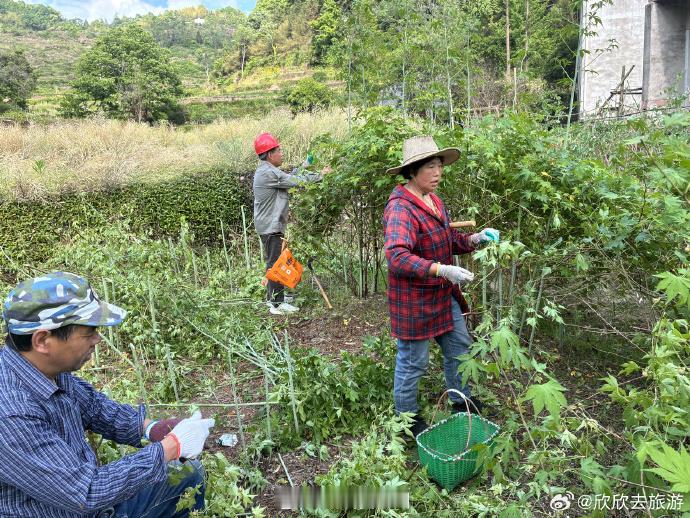 青绿覆盆子变身台州村民共富金果子 近日，台州天台，5月初的泳溪迎来农忙时刻，漫山