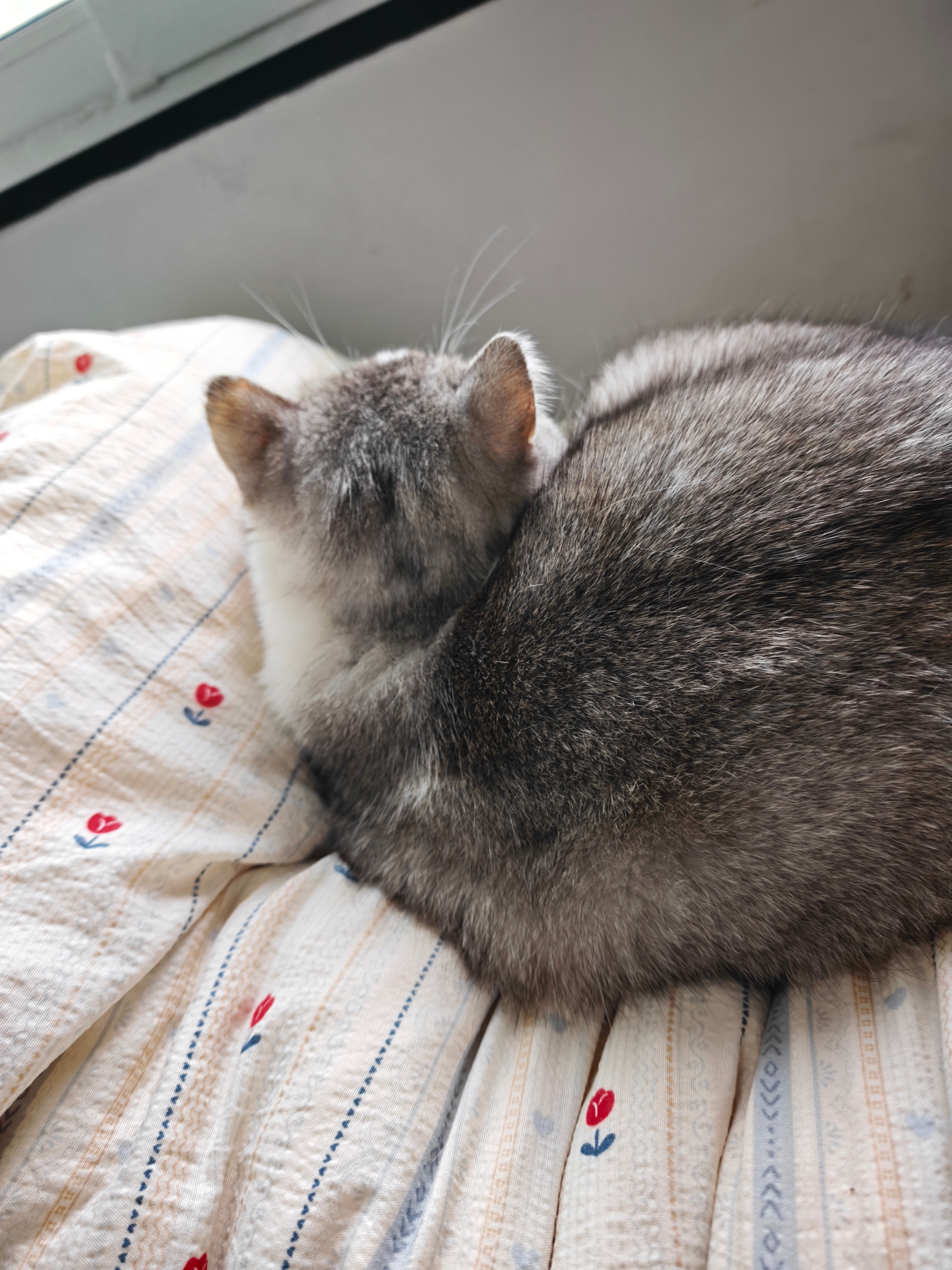 猫上人床，猫坏人给猫上床，人好 